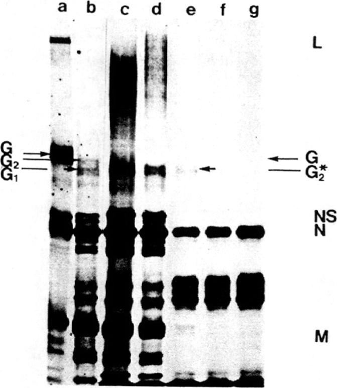 graphic file with name pnas00014-0190-a.jpg