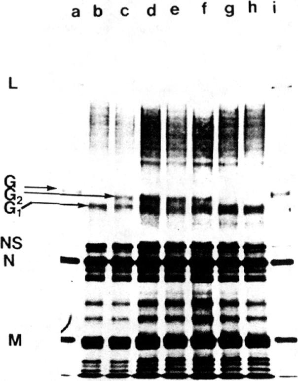 graphic file with name pnas00014-0189-a.jpg