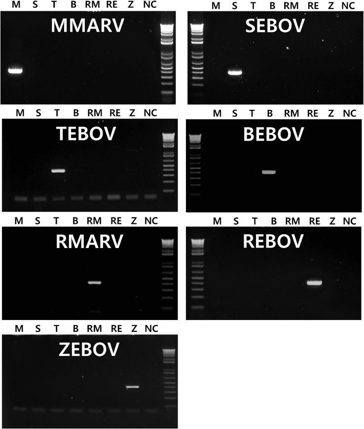 Figure 2