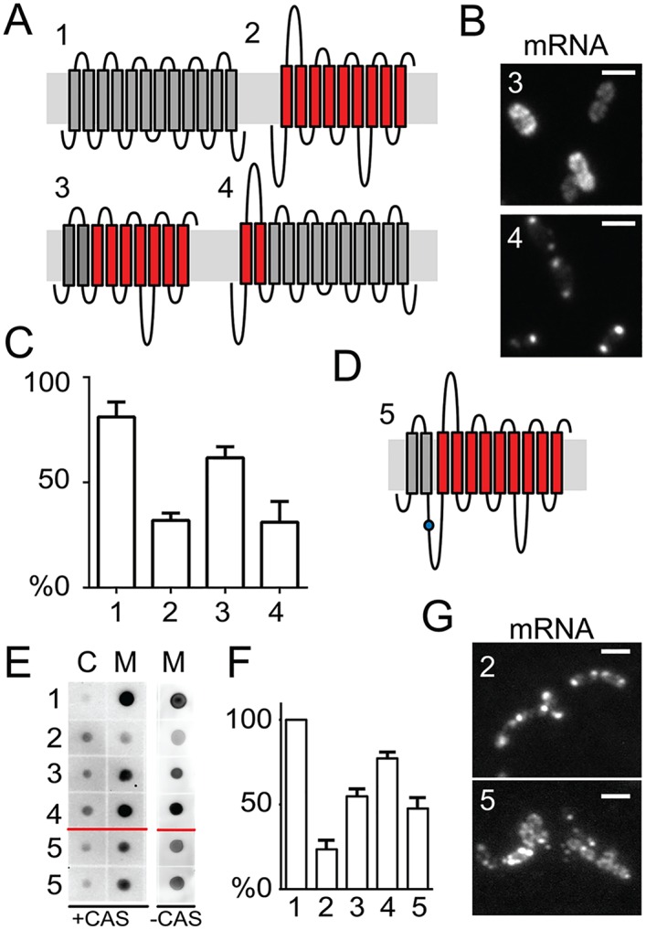 Fig 6