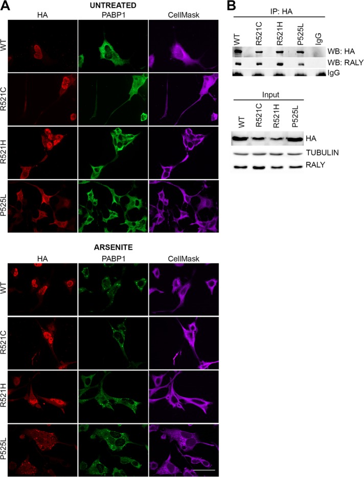 FIGURE 6: