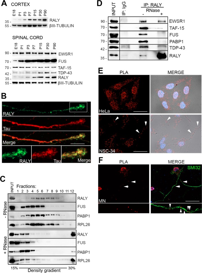 FIGURE 4: