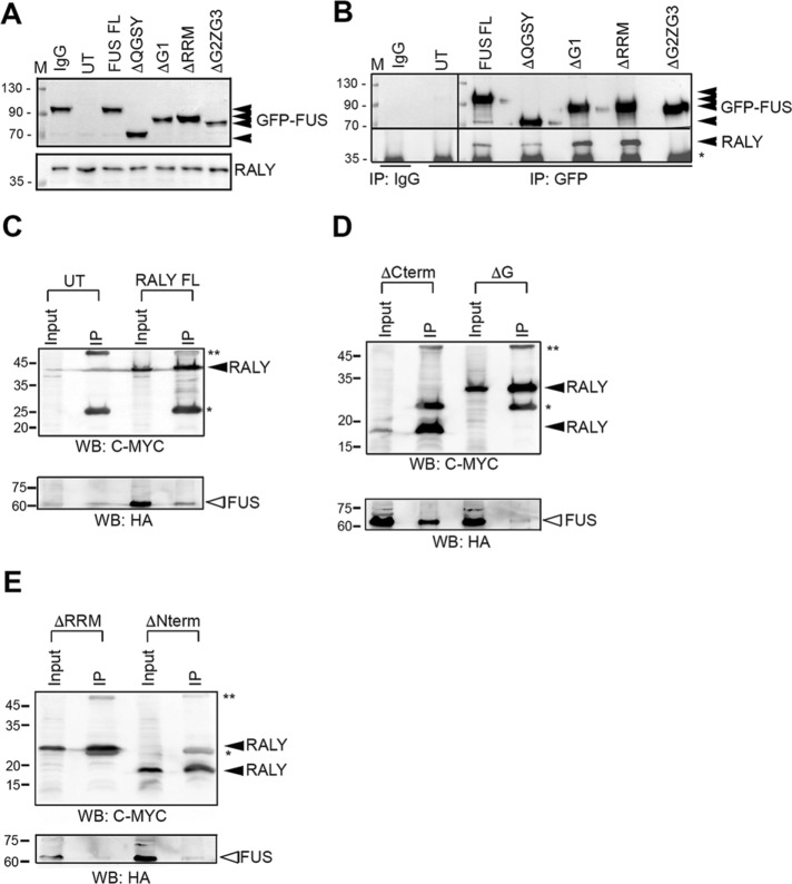 FIGURE 5: