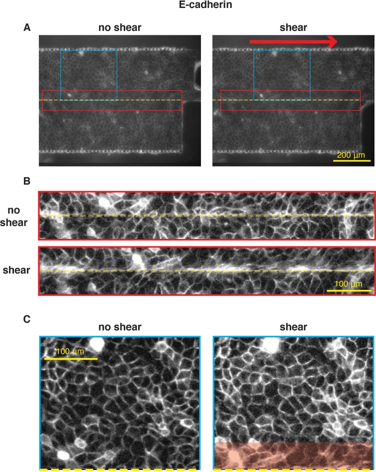 Figure 1—figure supplement 3.