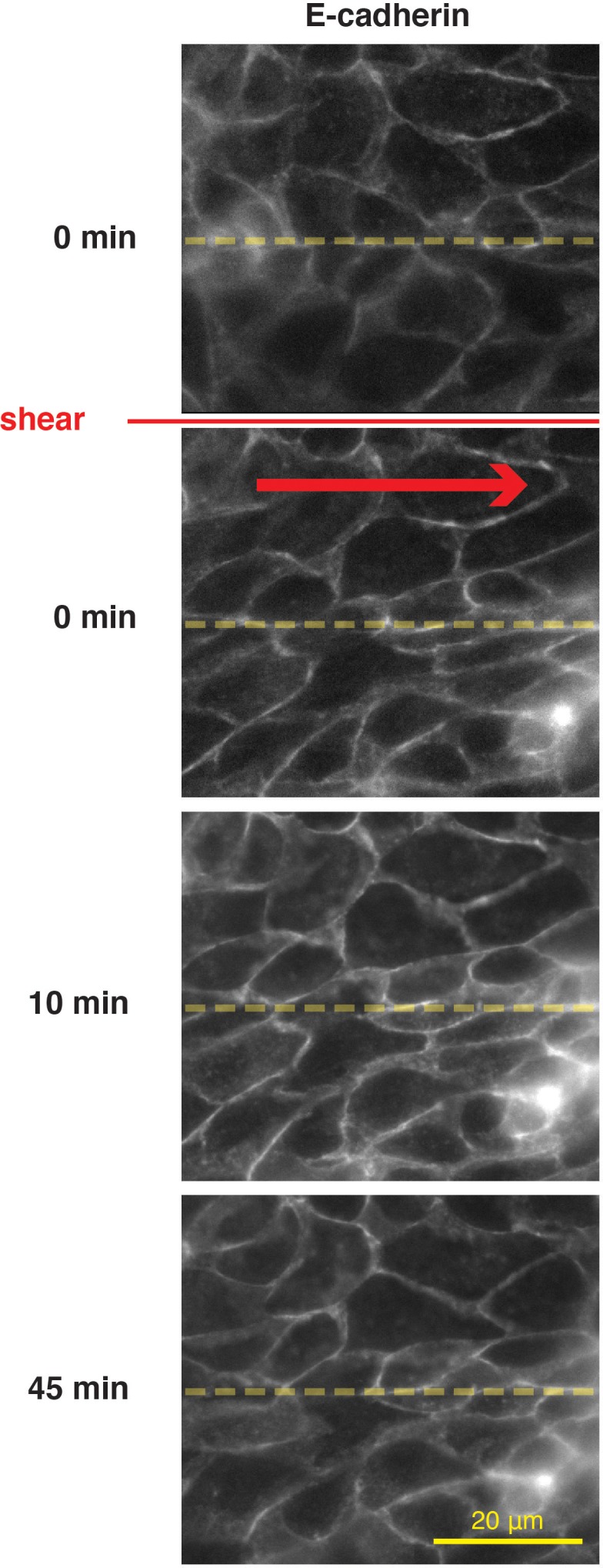 Figure 1—figure supplement 5.