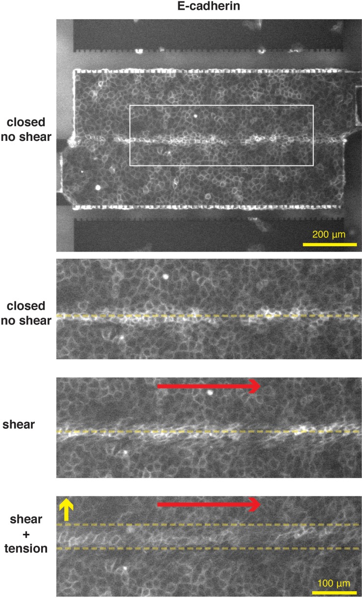 Figure 1—figure supplement 2.