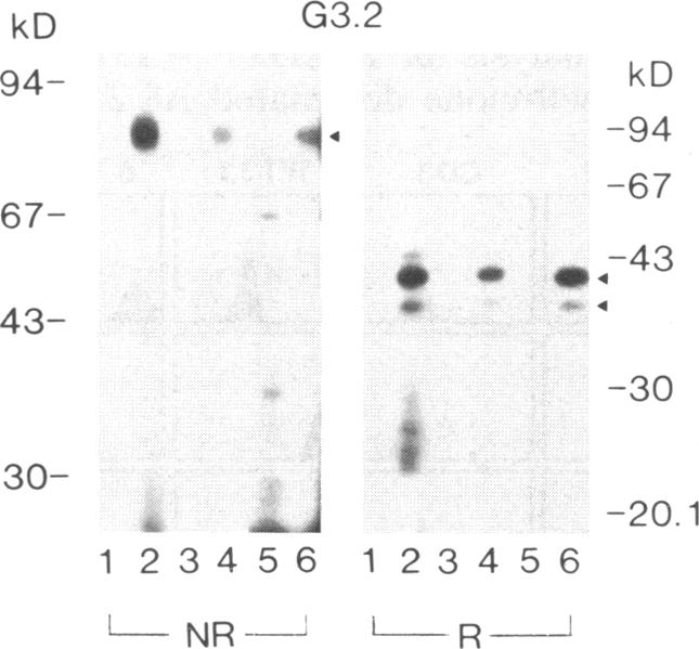 graphic file with name pnas00247-0214-a.jpg