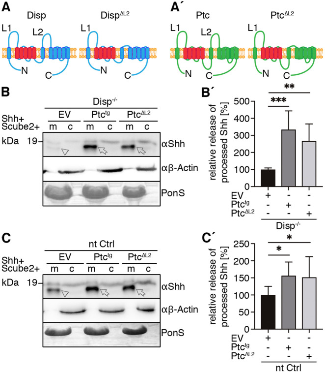 Fig. 4.