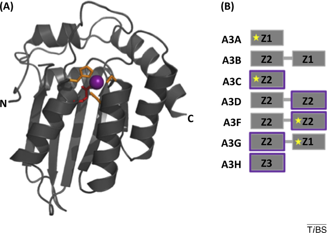 Antiretroviral activity of A3 proteins