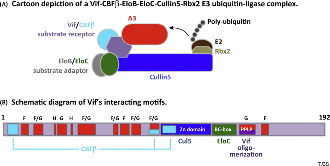 HIV-1 Vif is an E3 ubiquitin-ligase substrate receptor that targets human A3 antiretroviral proteins for proteasomal degradation