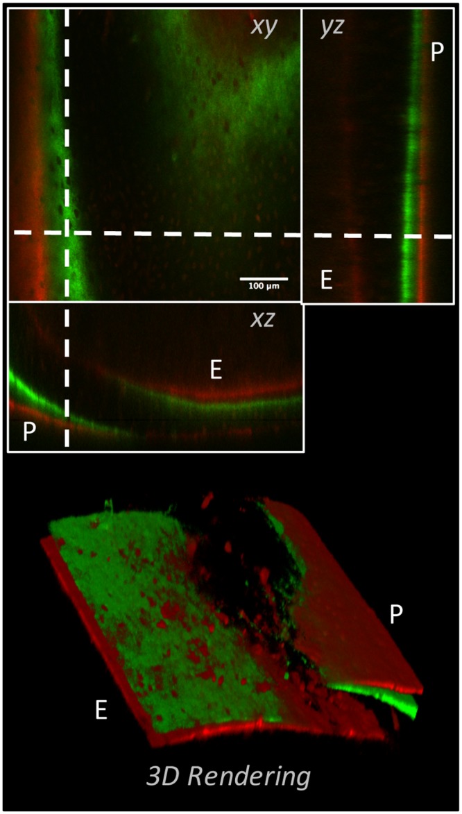 Fig 4