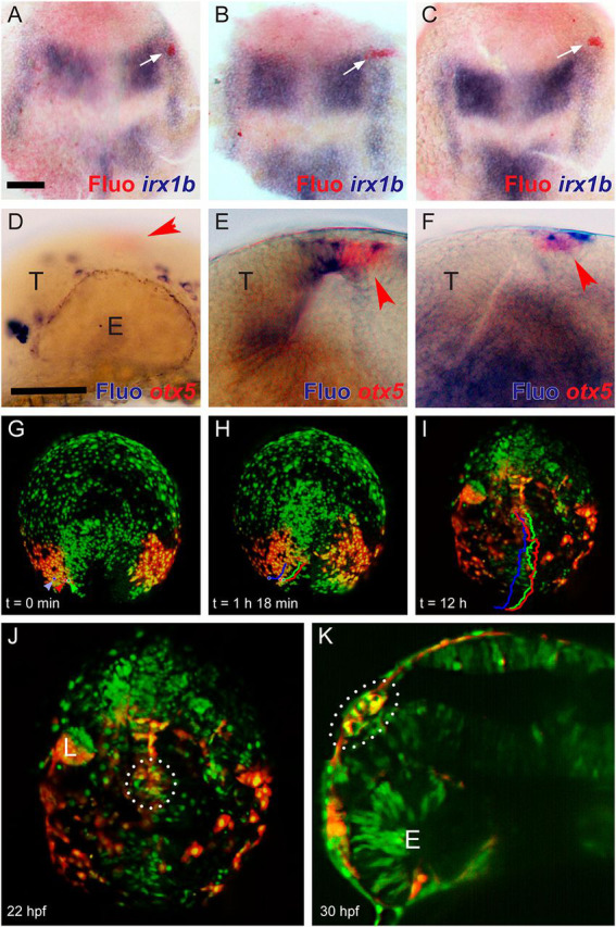 Fig. 2.