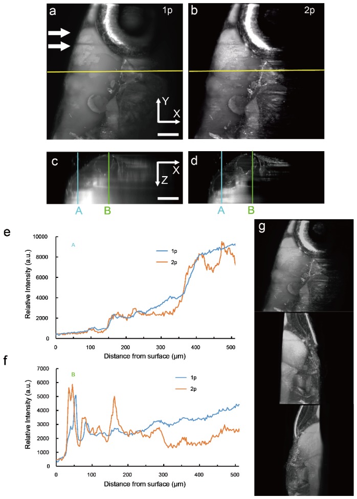 Fig. 6