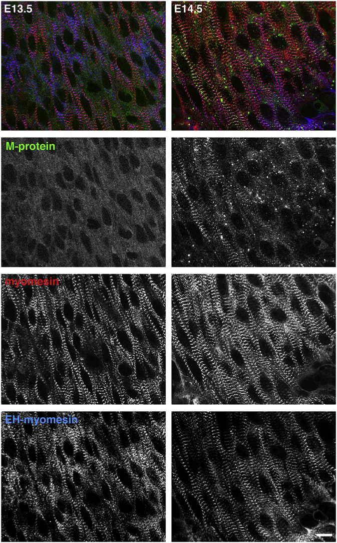 Fig. 3