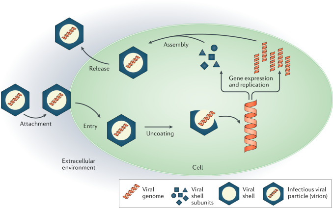 Box 1 Viral life cycle