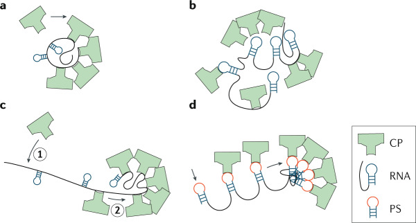 Box 3 Assembly around the genome