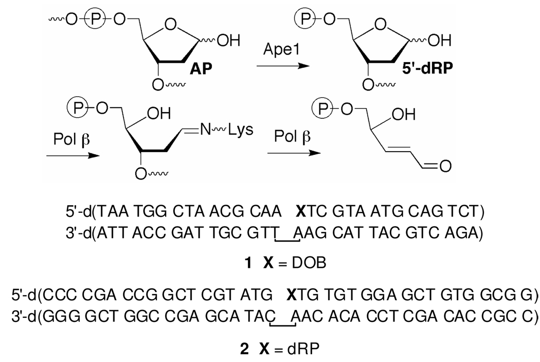 Scheme 2