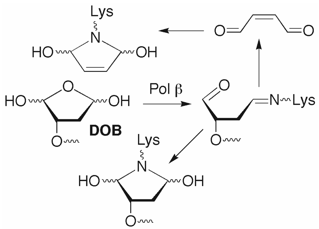 Scheme 3