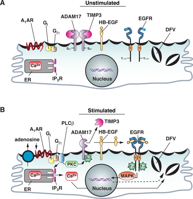 FIGURE 7: