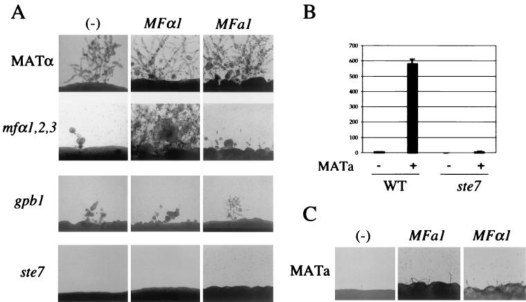 FIG. 5.