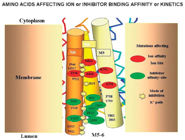 FIGURE 20