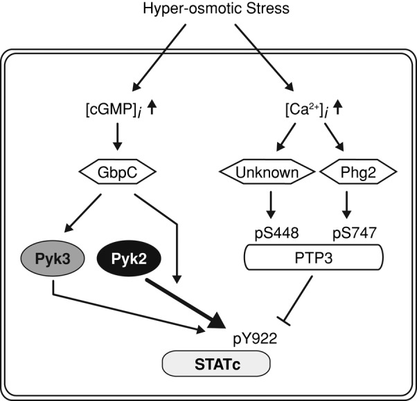 FIGURE 1: