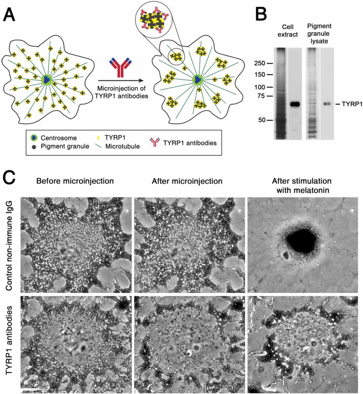 FIGURE 1: