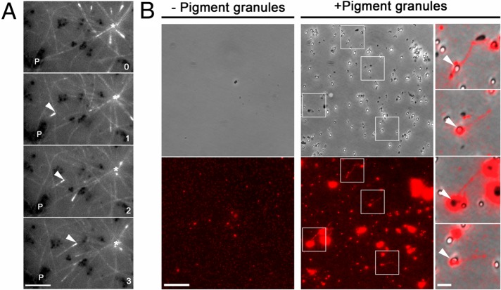 FIGURE 3: