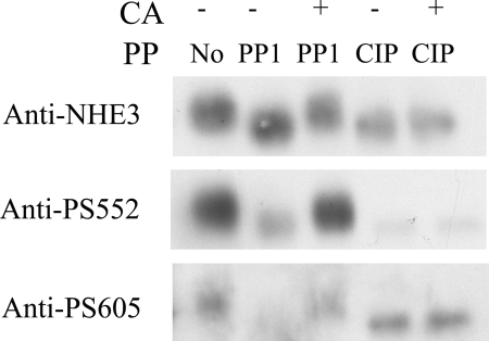 Fig. 8.