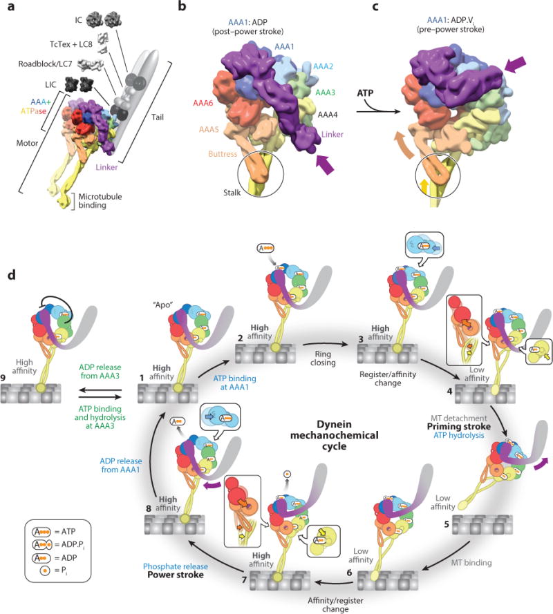 Mechanism and Regulation of Cytoplasmic Dynein - PMC