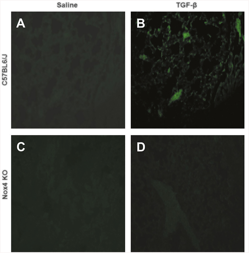 Fig. 8