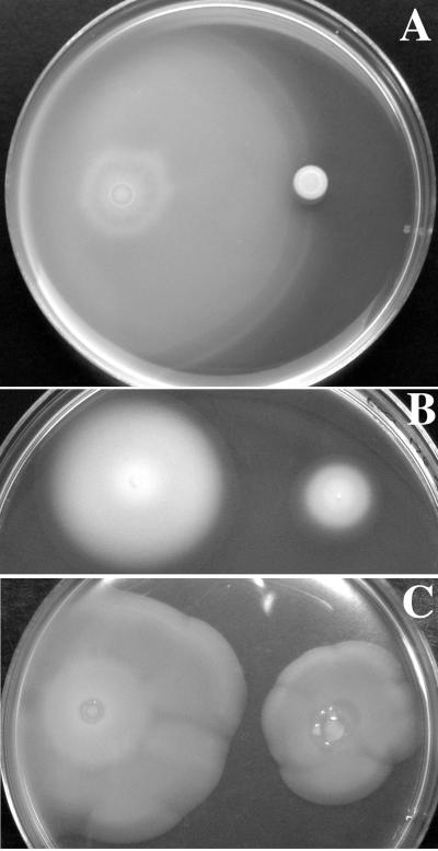 FIG. 7