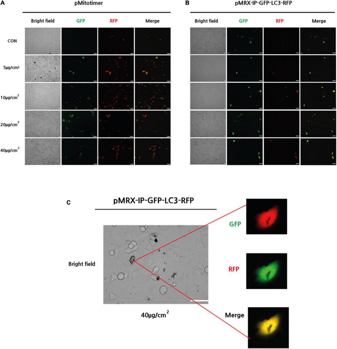 FIGURE 2