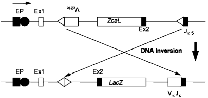 FIGURE 1