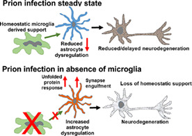 graphic file with name GLIA-70-2169-g003.jpg