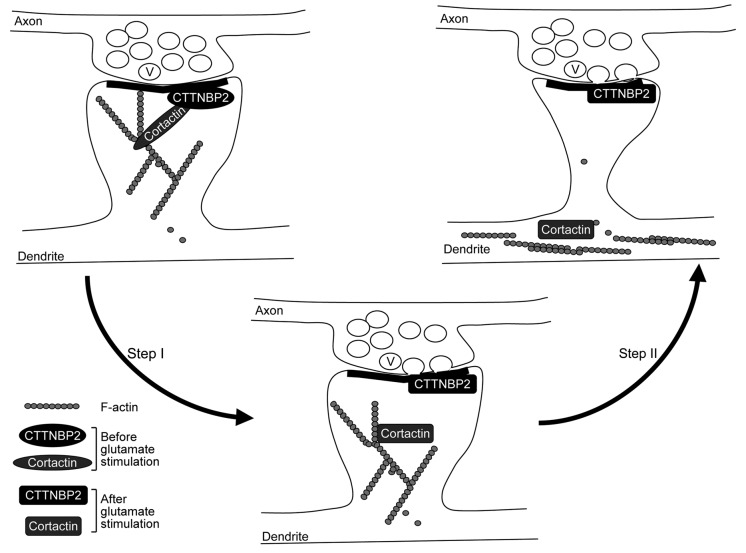 graphic file with name cib-5-334-g2.jpg