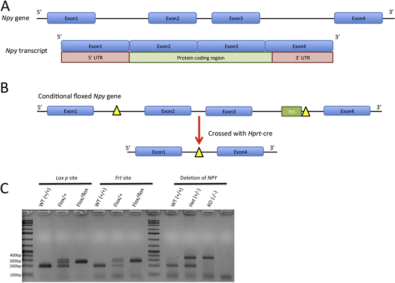 Figure 1: