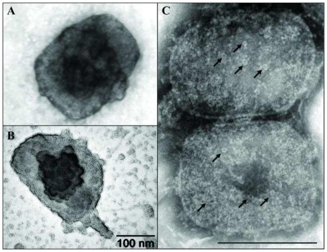 Fig. 2