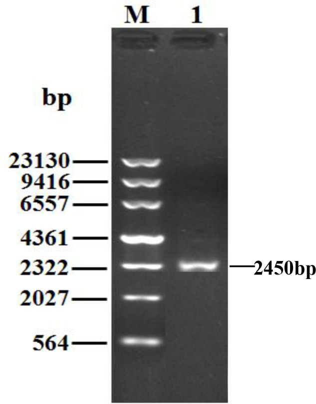 Figure 1