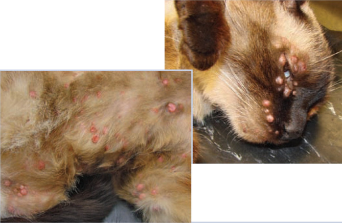 graphic file with name 10.1177_1098612X12470343-fig8.jpg