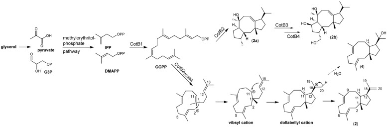 FIGURE 2