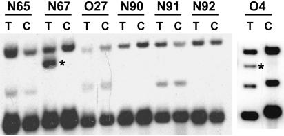 FIG. 9.