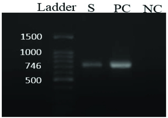 [Table/Fig-4]: