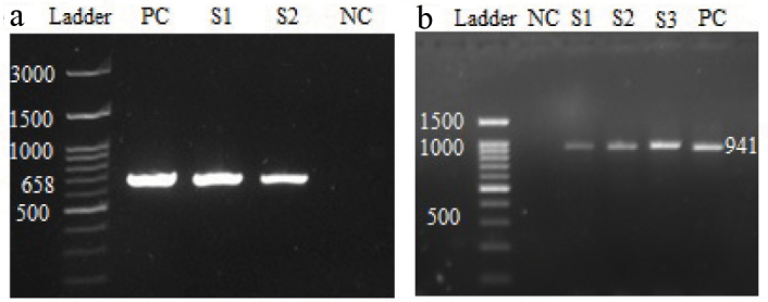 [Table/Fig-1]: