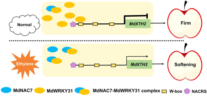 Figure 11