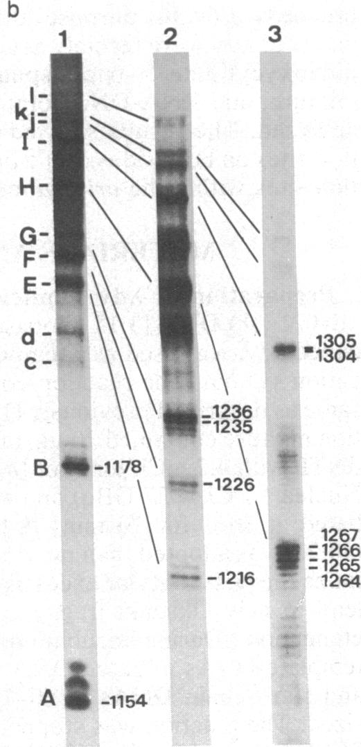 graphic file with name pnas00624-0143-a.jpg