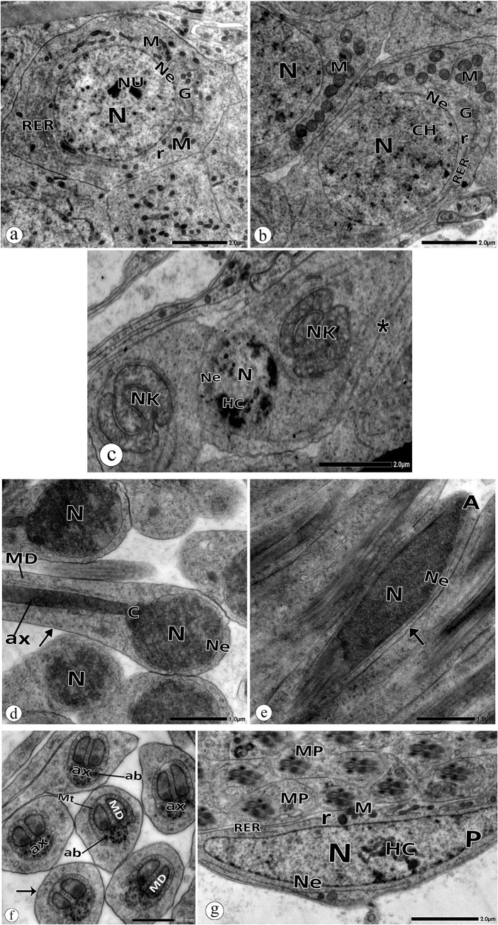 Fig 5