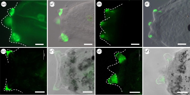 Figure 3.