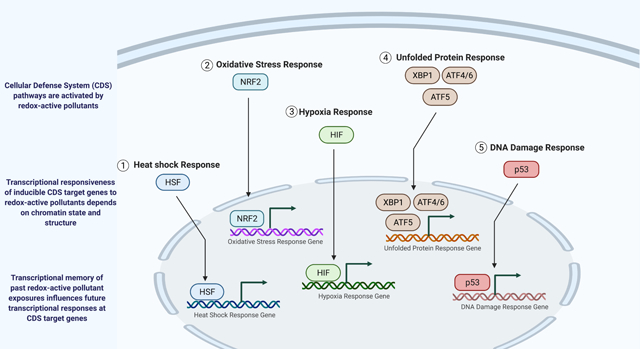 graphic file with name nihms-1688363-f0001.jpg