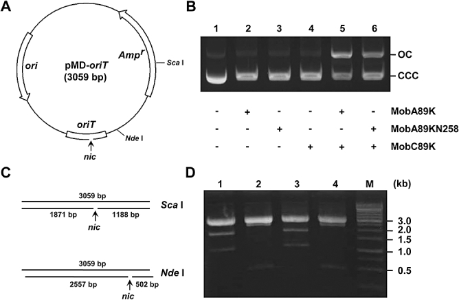 Fig. 5